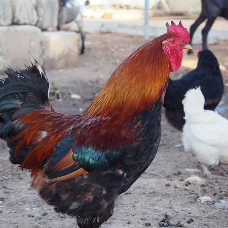 La Carcara Feriegård Otranto