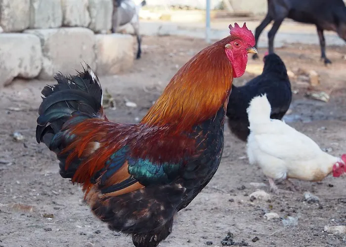 La Carcara Çiftlik konaklama Otranto